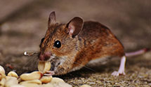 24 Hour & Emergency Exterminators in Baileys Xrds, VA